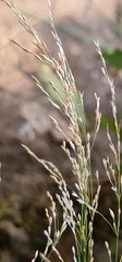 Poa nemoralis
