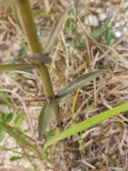 Adenophora triphylla