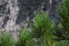 Pinus sibirica