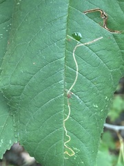 Lyonetia clerkella