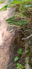 Poa nemoralis