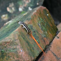 Sphenomorphus dussumieri