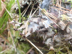 Peltigera polydactylon