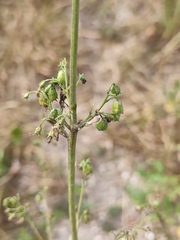 Adenophora triphylla