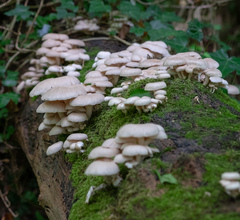Pleurotus