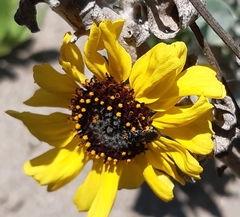 Encelia canescens