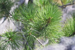 Pinus sibirica
