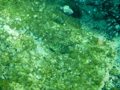 Parablennius sanguinolentus