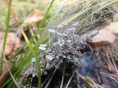 Cladonia pyxidata