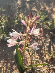 Asparagales