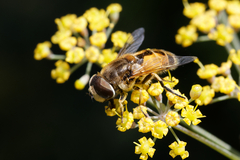 Eristalis arbustorum