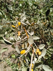 Elaeagnus angustifolia
