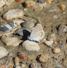 Plebejus