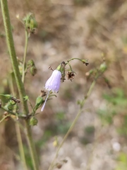 Adenophora triphylla