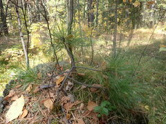Pinus sibirica