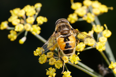 Eristalis arbustorum