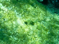 Parablennius sanguinolentus