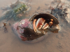 Pagurus acadianus