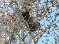 Patagioenas araucana