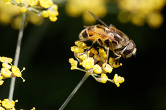Eristalis arbustorum