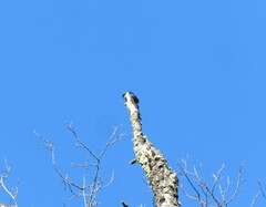 Tachycineta leucopyga