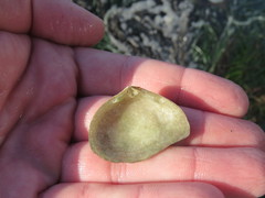 Cumingia californica