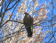 Patagioenas araucana
