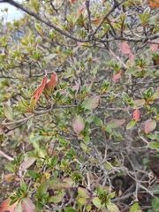 Rhododendron simsii