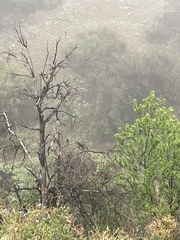 Pteroptochos megapodius