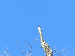 Tachycineta leucopyga