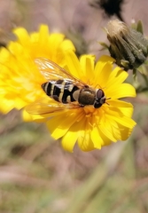 Syrphus ribesii