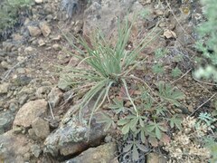 Takhtajaniantha austriaca