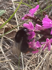 Bombus lapidarius