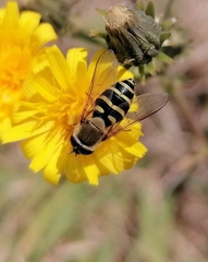 Syrphus ribesii