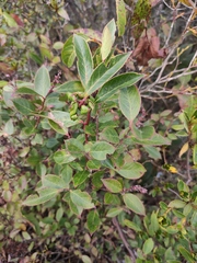Vaccinium bracteatum