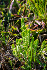 Passerina corymbosa