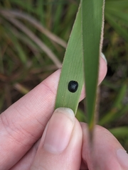 Hemisphaerota cyanea