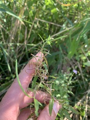 Epilobium parviflorum