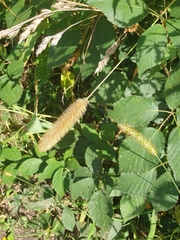 Setaria italica
