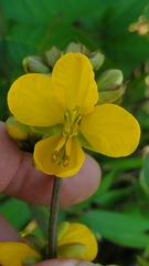 Senna occidentalis