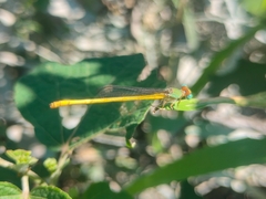 Ceriagrion coromandelianum