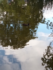 Gallinula chloropus