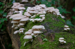 Pleurotus