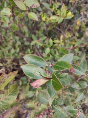 Vaccinium bracteatum