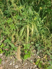 Setaria italica