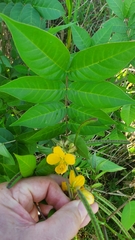 Senna occidentalis