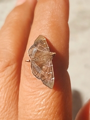 Lamprosema