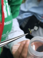 Lucilia illustris