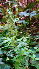 Urtica gracilis