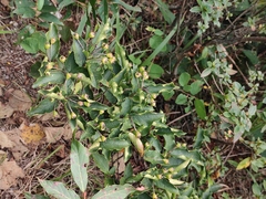 Photinia parvifolia